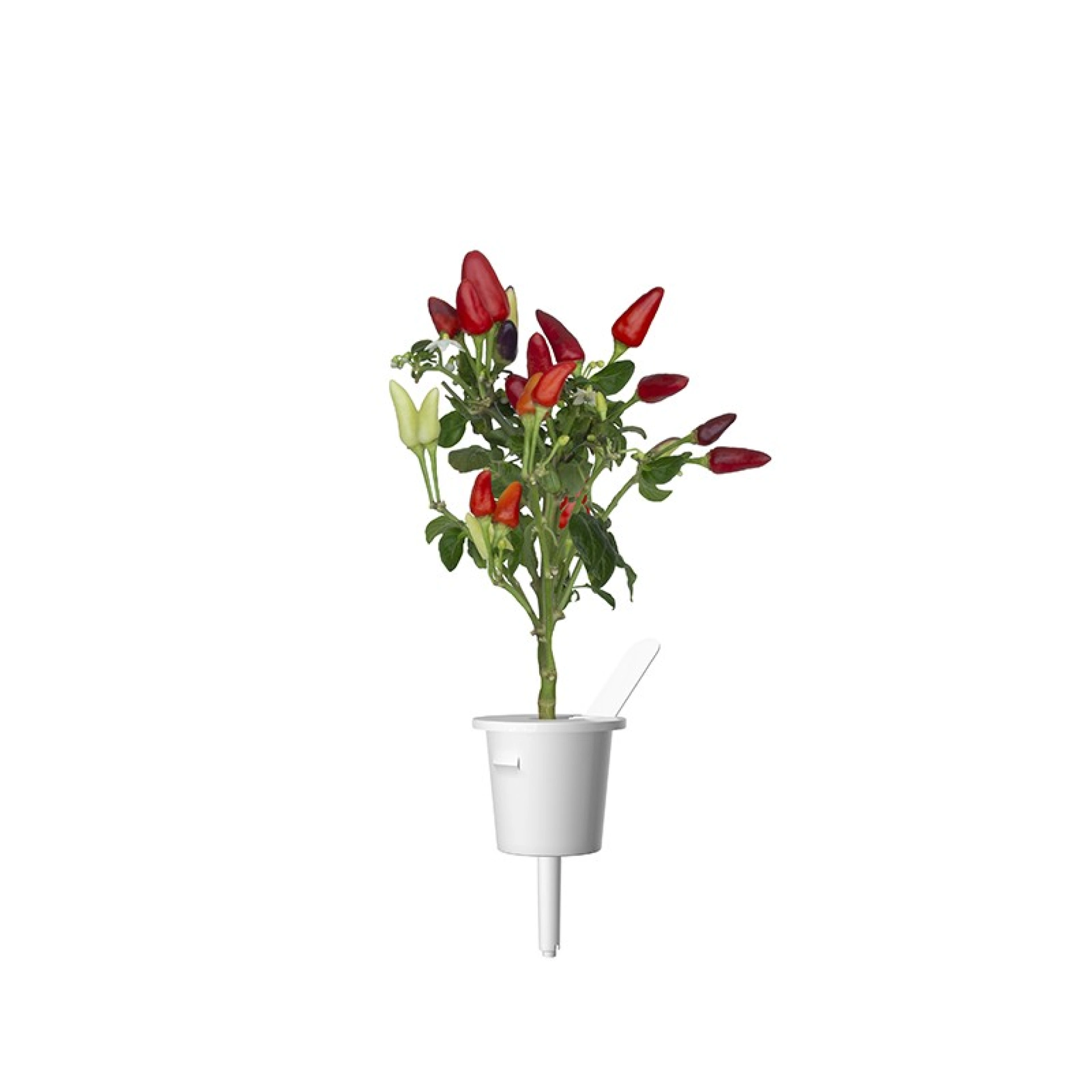 Recharges de Graines Click and Grow