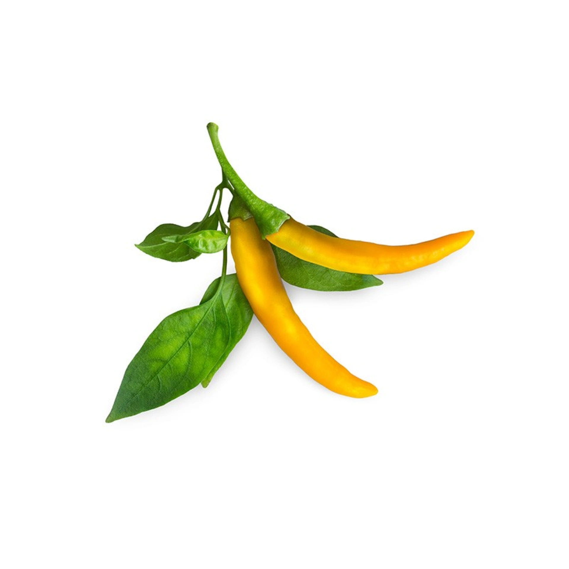 Recharges de Graines Click and Grow