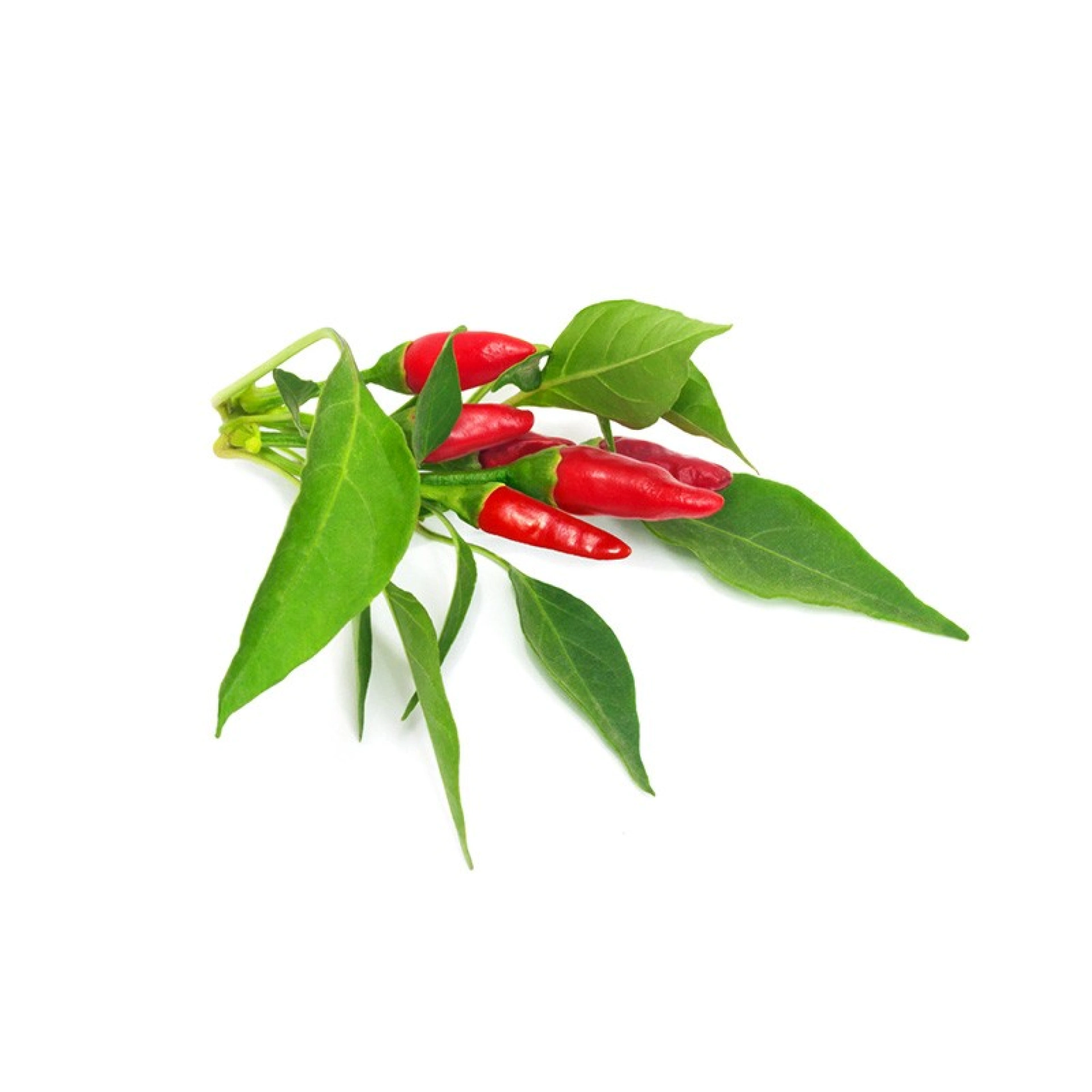 Recharges de Graines Click and Grow 3 Piri Piri